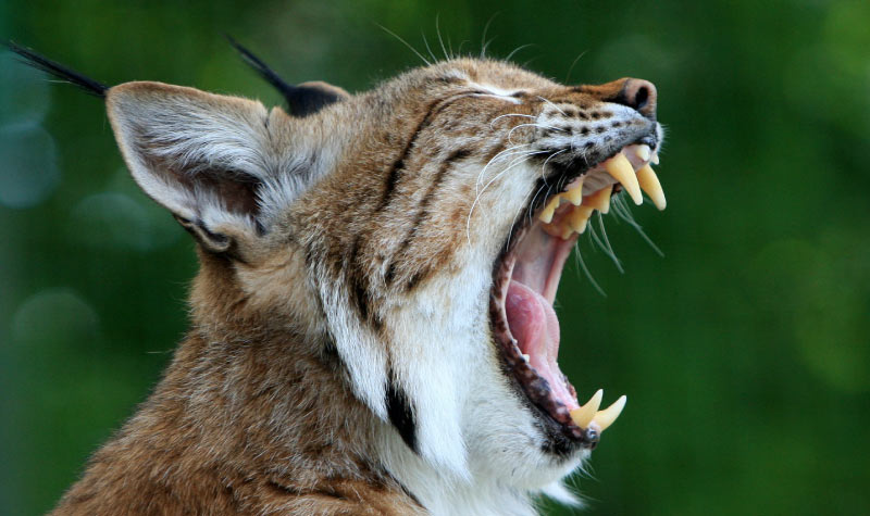 Photo of side image of a bobcat with its mouth wide open to symbolize dry mouth