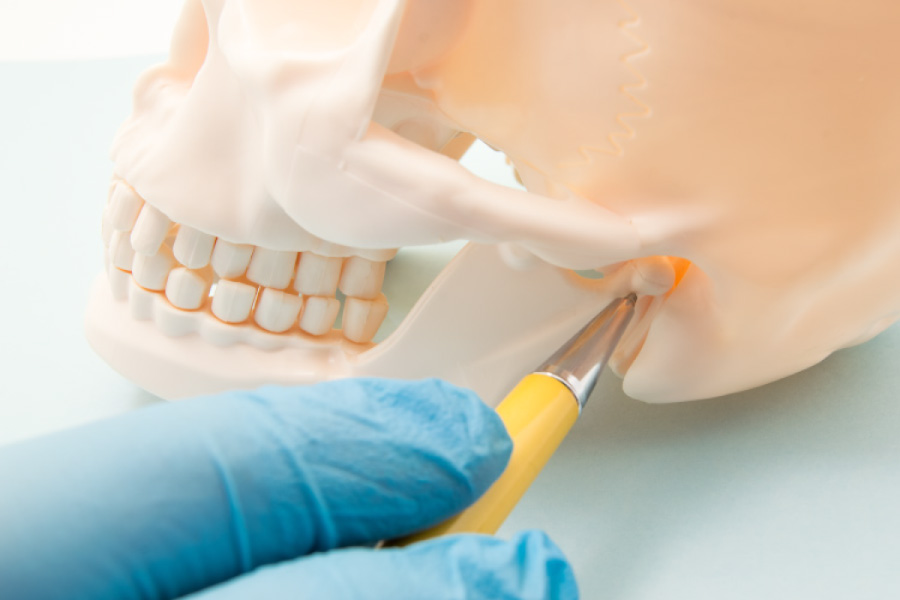 Model of the jaw showing the temporomandibular joint